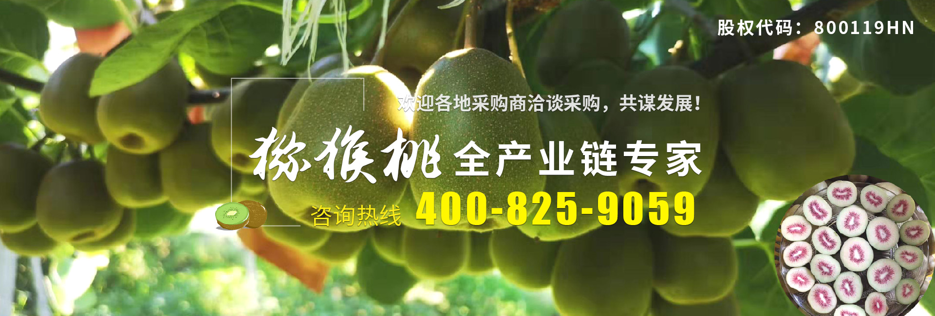 獼猴桃咨詢 獼猴桃咨詢